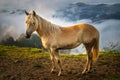 Slovenia, Europe - Golden fir horse at the Alps of Slovenia with clouds and fog at background on a summer sunrise Royalty Free Stock Photo