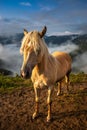 Slovenia, Europe - Golden fir horse at the Alps of Slovenia near Jamnik with clouds and fog at background Royalty Free Stock Photo