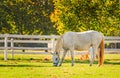 Slovenia, Lipica, Lipizzan Horse Royalty Free Stock Photo