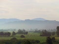 Slovenia morning landscape meadows trees mist herd of cows