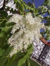 Slovenia Olimje monastery church tree detail flower spring