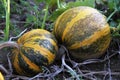 Slovenian autochthonous variety of edible pumpkins Slovenska golica