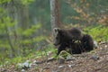 Slovenian bear