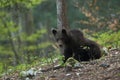 Slovenian bear