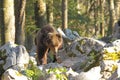 Slovenian bear