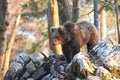 Slovenian bear