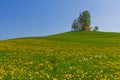 Slovenian countryside in spring with charming little church on a hill and blooming dandelions and daffodils wildflowers. Sunny