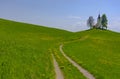 Slovenian countryside in spring with charming little church on a hill and blooming dandelions and daffodils wildflowers. Sunny