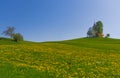 Slovenian countryside in spring with charming little church on a hill and blooming dandelions and daffodils wildflowers. Sunny