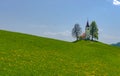 Slovenian countryside in spring with charming little church on a hill and blooming dandelions and daffodils wildflowers. Sunny