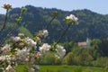 Slovenian countryside in spring with flowering tree branch and charming little church in the background, in Slovenia. Selective Royalty Free Stock Photo