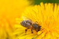 Slovenian honey bee on dandelion flower with blured yellow backgroud. Royalty Free Stock Photo