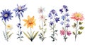 Slovenian Wildflowers Watercolor Collection on Clean White Background .