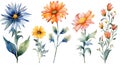 Slovenian Wildflowers Watercolor Collection on Clean White Background .