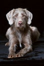Slovenian wirehair dog on black background Royalty Free Stock Photo