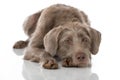 Slovenian wirehair dog isolated Royalty Free Stock Photo
