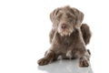 Slovenian wirehair dog isolated Royalty Free Stock Photo