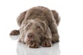 Slovenian wirehair dog isolated Royalty Free Stock Photo