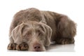 Slovenian wirehair dog isolated Royalty Free Stock Photo