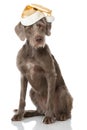 Slovenian wirehair dog isolated