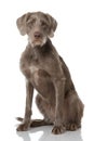 Slovenian wirehair dog isolated