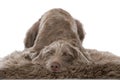 Slovenian wirehair dog isolated Royalty Free Stock Photo