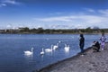 Since the swans settled on the lake in Sloviansk, people have been constantly near the lake, feeding and photographing birds