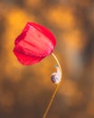Slow Ascent: Snail on Poppy Flower - Macro Snapshot Royalty Free Stock Photo