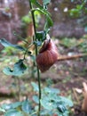 A slow brown snail crawls on the tree Royalty Free Stock Photo