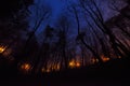 Slow burn forest fire at night