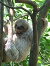 Slow climbing by a baby sloth