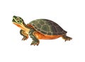 Slow and Cute Turtle Royalty Free Stock Photo