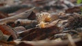 A Slow Dance Through Autumn: Snail on Dry Leaves
