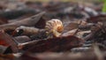 A Slow Dance Through Autumn: Snail on Dry Leaves