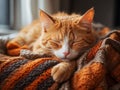 The muzzle of a sleeping ginger cat with its paw stretched forward.