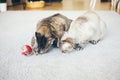 Slow feeder toy for cats. Two curious Devon rex cats are playing with special toy ball dispenser with snacks inside that slowly