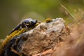 Slow fire salamander crawling on a rock in autumn nature
