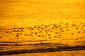 Slow flight of birds and panning in motion blur natural background