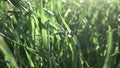 Slow flight of the camera through the green grass. Full HD video, 240fps, 1080p. Dolly-in motion