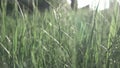 Slow flight of the camera through the green grass in the sunny day. Full HD panoramic video, 240fps, 1080p.