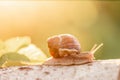 A slow grape snail crawls up the bark of a tree overgrown. Snails in the nature Royalty Free Stock Photo