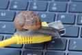 Slow internet speed suggested by a snail on a cable Royalty Free Stock Photo