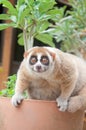 Slow loris monkey Royalty Free Stock Photo