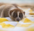 Slow loris monkey lying on the towel on the beach