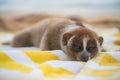 Slow loris monkey sleeping on the towel on the beach