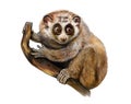 Slow lorises Nycticebus