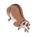 Slow lorises on tree branch. Cute lemur with big eyes. Funny exotic primate, adorable tropical monkey. Rainforest small