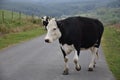 Slow Meandering Large Cow Moving to a New Pasture