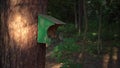 Slow-mo bird flies to the feeder in the woods, evening light, a beautiful shot of slow motion