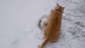 SLOW MOTION Aggressive battle of two cats on the street in the snow. The cat flirts to the kitty. Mating season. the concept of pe